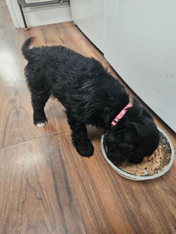 Cockapoo puppy's F1 - Image 4 of 4