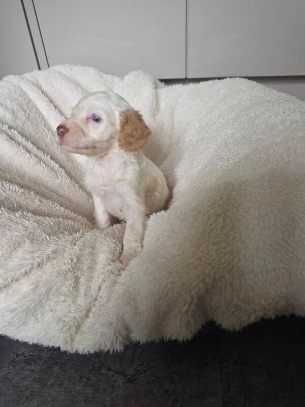 Cockapoo puppys f1 - Image 3 of 3