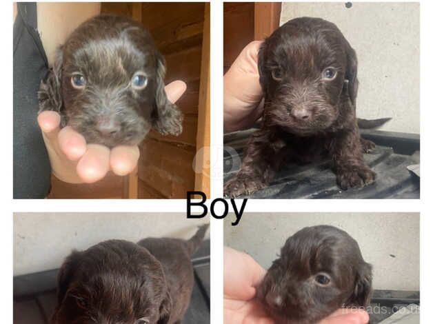 Cockapoo puppies for sale in Chatteris, Cambridgeshire – 1 year old - Image 2 of 5