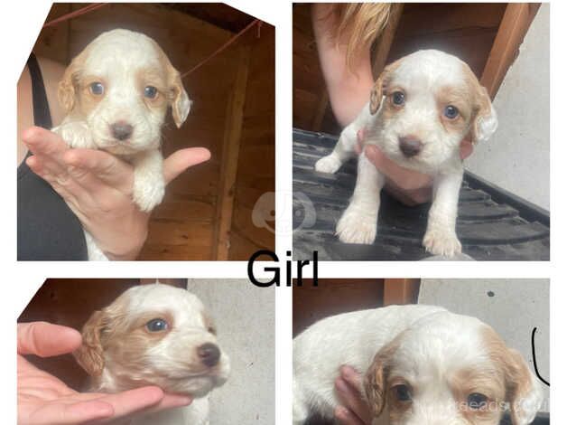 Cockapoo puppies for sale in Chatteris, Cambridgeshire – 1 year old - Image 3 of 5