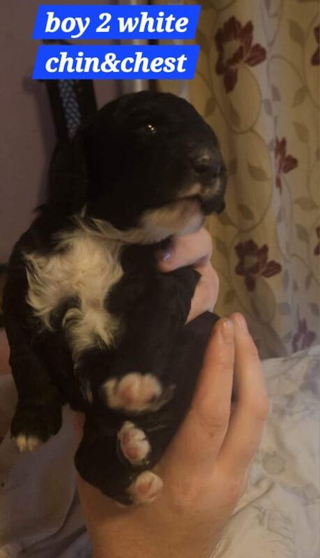 Cockapoo puppies for sale in York, North Yorkshire – 9 weeks old