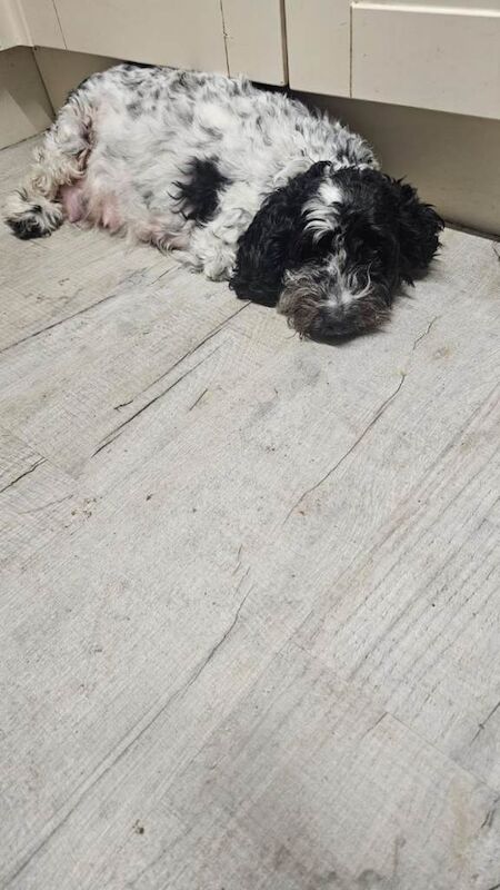 Cockapoo puppies for sale in York, North Yorkshire – 9 weeks old - Image 2 of 3