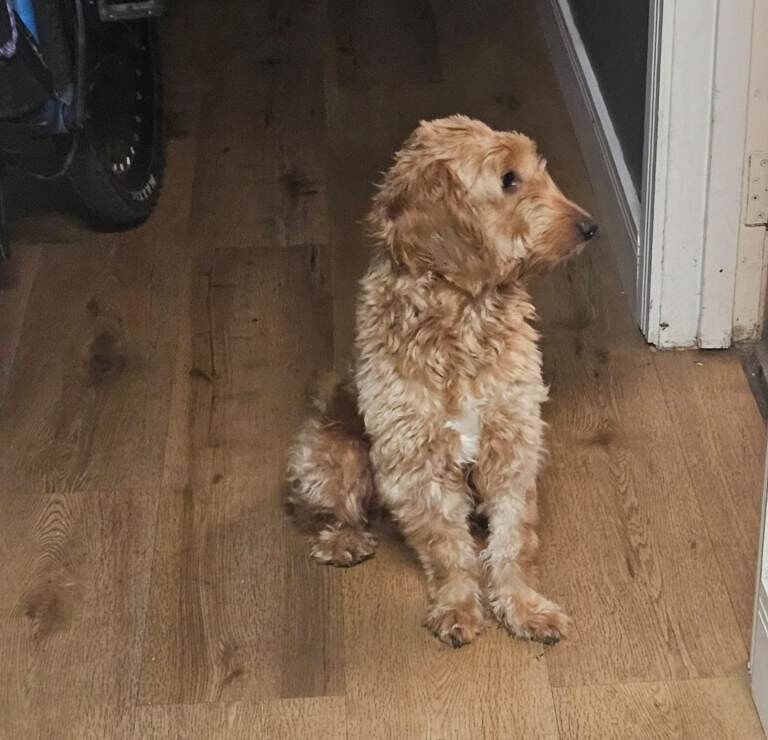 Cockapoo puppies for sale in York, North Yorkshire – 9 weeks old - Image 3 of 3