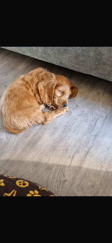 Cockapoo puppies for sale in Portglenone, County Antrim – 11 months old - Image 2 of 3