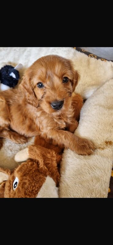 Cockapoo puppies for sale in Portglenone, County Antrim – 11 months old - Image 3 of 3