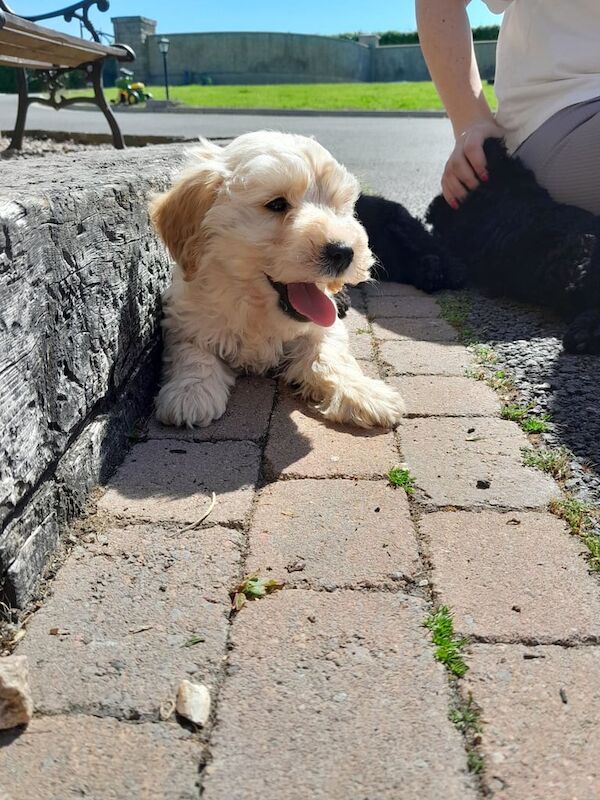 Cockapoo pups for sale in Rathfriland, County Down