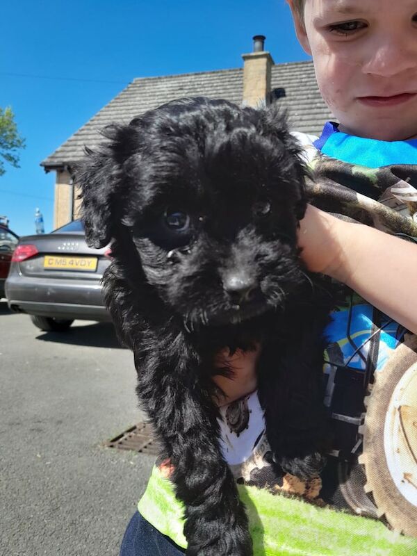 Cockapoo puppies for sale in Rathfriland, County Down – 9 months old - Image 3 of 3