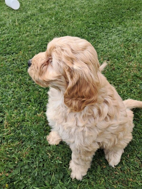 Cockapoo pups for sale in Castlewellan, County Down