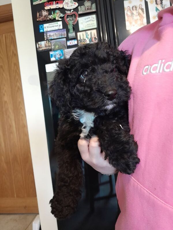 Cockapoo pups for sale in Rathfriland, County Down