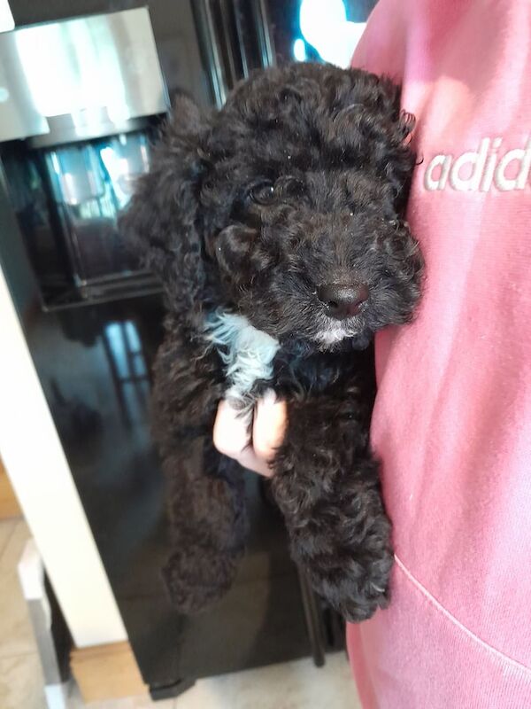 Cockapoo pups for sale in Rathfriland, County Down