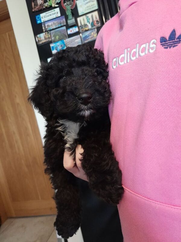 Cockapoo pups for sale in Rathfriland, County Down | Image 3
