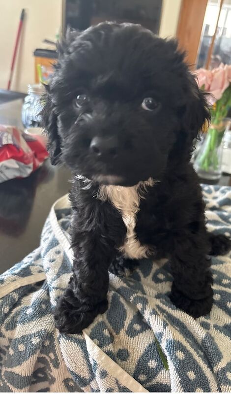 Cockapoo pups for sale in Ballymena, County Antrim