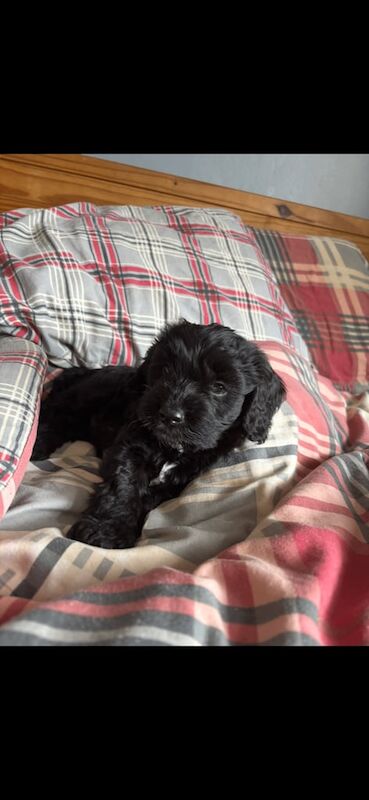 Cockapoo pups for sale in Ballymena, County Antrim | Image 2