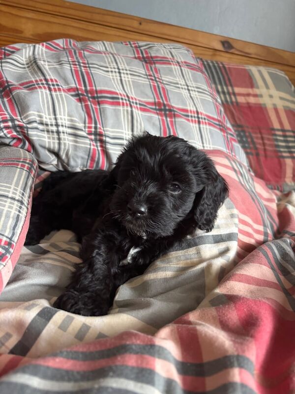 Cockapoo pups for sale in Ballymena, County Antrim | Image 3