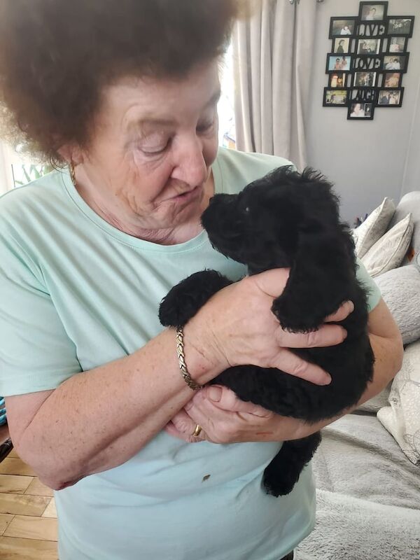 Cockapoo puppies for sale in Redcar, North Yorkshire – 10 weeks old