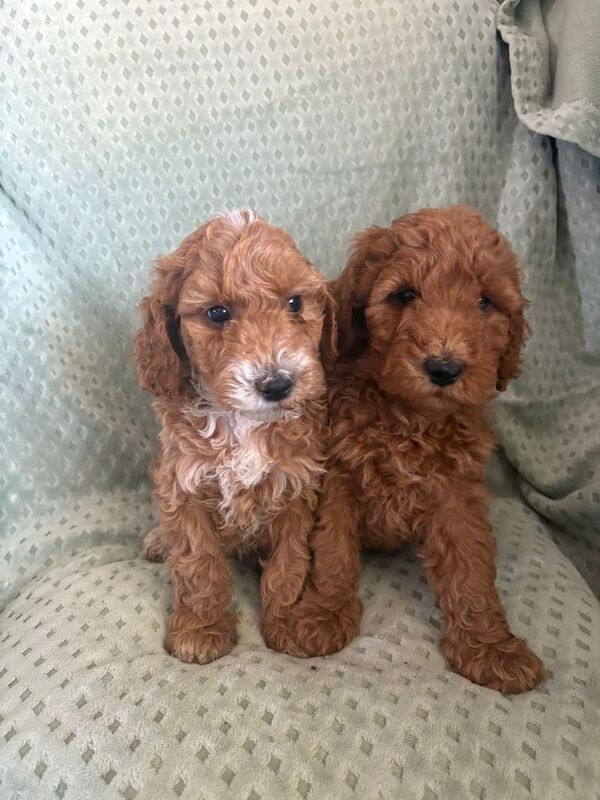 Cockapoo puppies for sale in Bessbrook, County Armagh – 8 weeks old