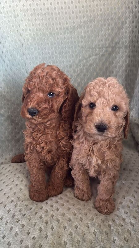 Cockapoo puppies for sale in Bessbrook, County Armagh – 8 weeks old - Image 2 of 3