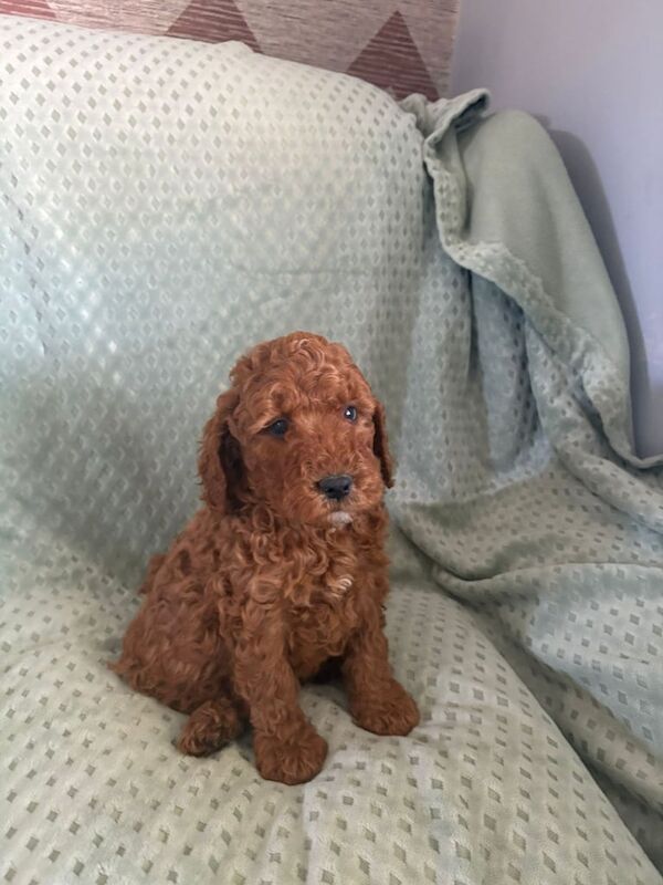 Cockapoo puppies for sale in Bessbrook, County Armagh – 8 weeks old - Image 3 of 3