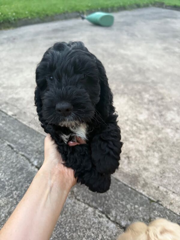 Cockapoo puppies for sale in Drumquin, County Tyrone – 8 weeks old