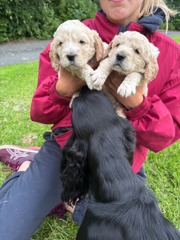 Cockapoo puppies for sale in Drumquin, County Tyrone – 8 weeks old - Image 2 of 3