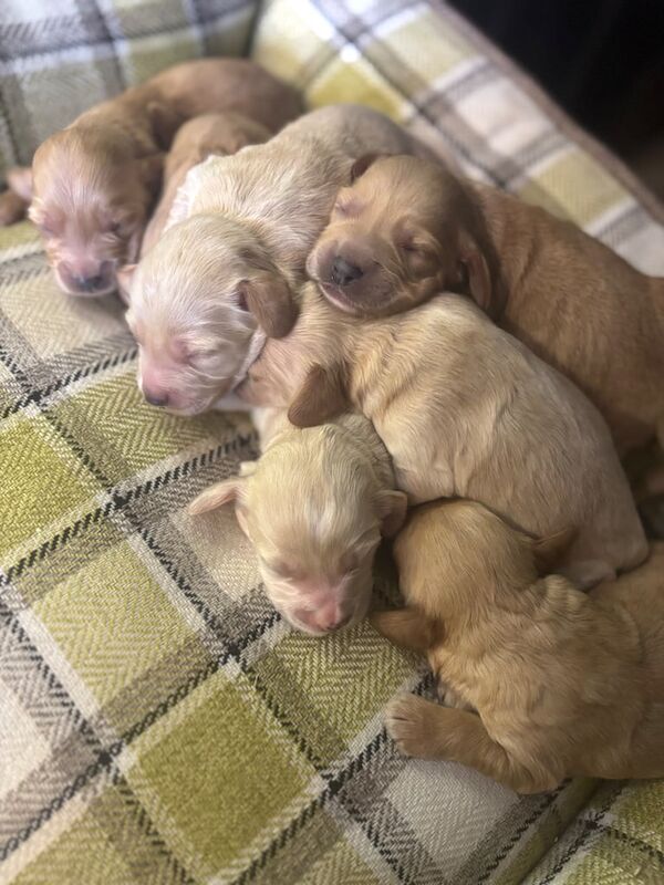 Cockapoo puppies for sale in Dungannon, County Tyrone – 3 weeks old