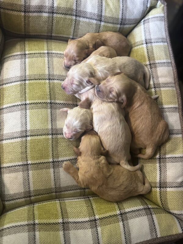 Cockapoo puppies for sale in Dungannon, County Tyrone – 3 weeks old - Image 2 of 2