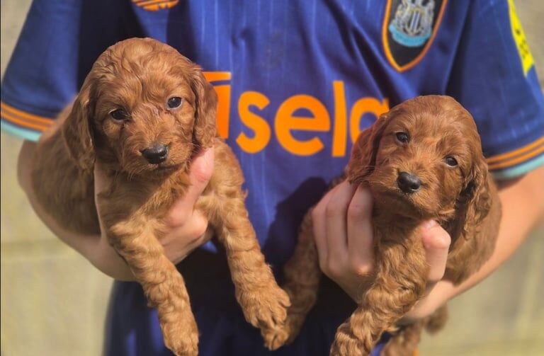 Cockapoo puppies for sale in Wingate, Durham – 7 weeks old