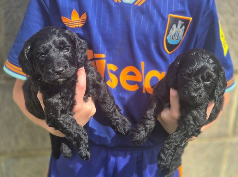 Cockapoo puppies for sale in Wingate, Durham – 9 weeks old - Image 2 of 3