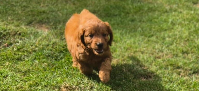 Cockapoo puppies for sale in Wingate, Durham – 9 weeks old - Image 3 of 3
