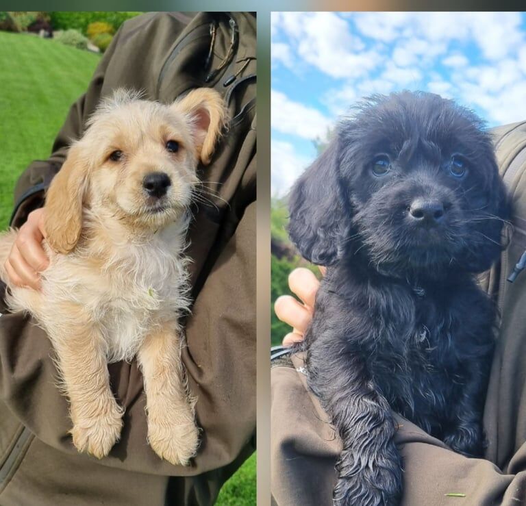 Cockapoo puppies for sale in Derrylin, County Fermanagh – KC registered, 8 weeks old