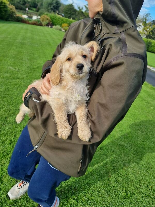 Cockapoo puppies for sale in Derrylin, County Fermanagh – KC registered, 10 weeks old - Image 2 of 3