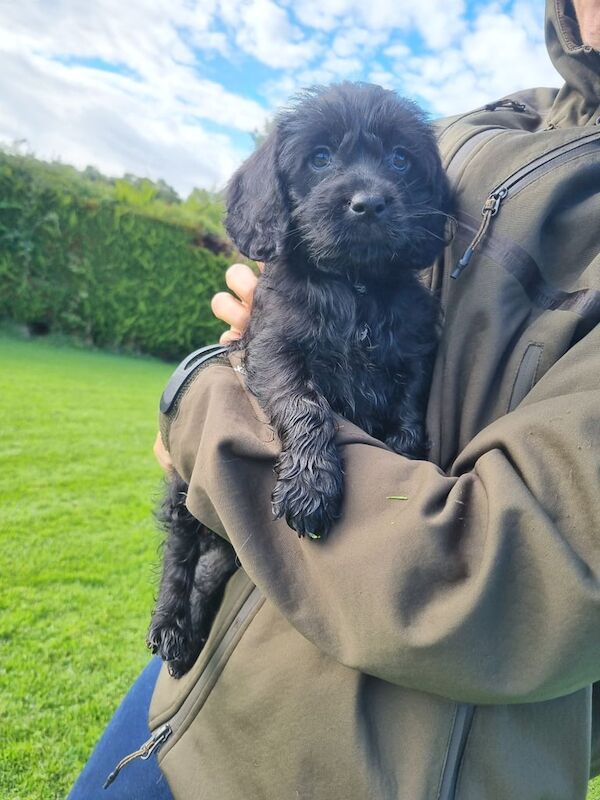 Cockapoo puppies for sale in Derrylin, County Fermanagh – KC registered, 10 weeks old - Image 3 of 3