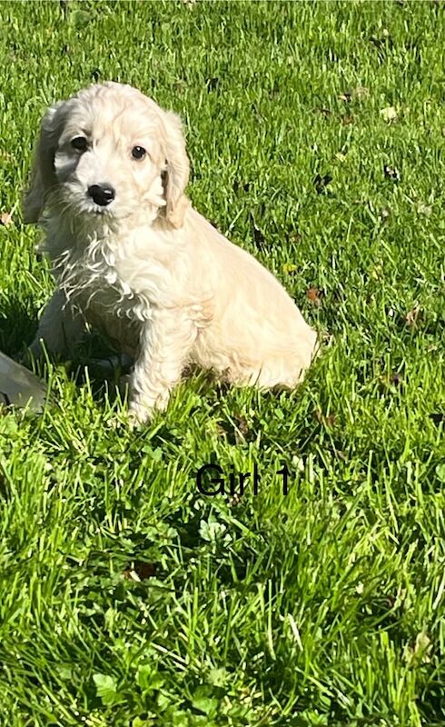 Cockapoo puppies for sale in Ayr, Ayrshire and Arran – 9 weeks old