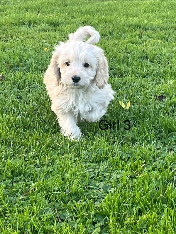 Cockapoo puppies for sale in Ayr, Ayrshire and Arran – 9 weeks old - Image 3 of 3