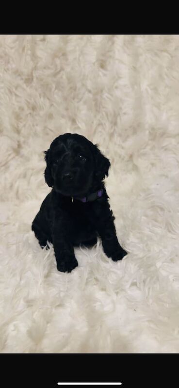 Cockapoo puppies for sale in Llanelli, Dyfed – 5 weeks old - Image 2 of 6