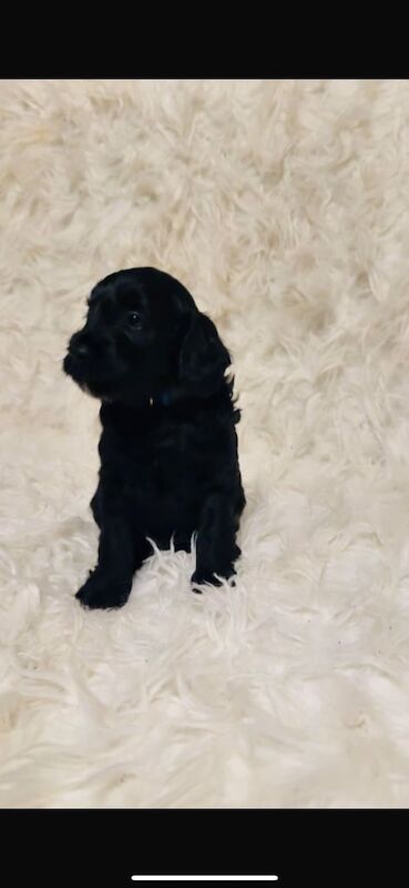 Cockapoo puppies for sale in Llanelli, Dyfed – 5 weeks old - Image 3 of 6