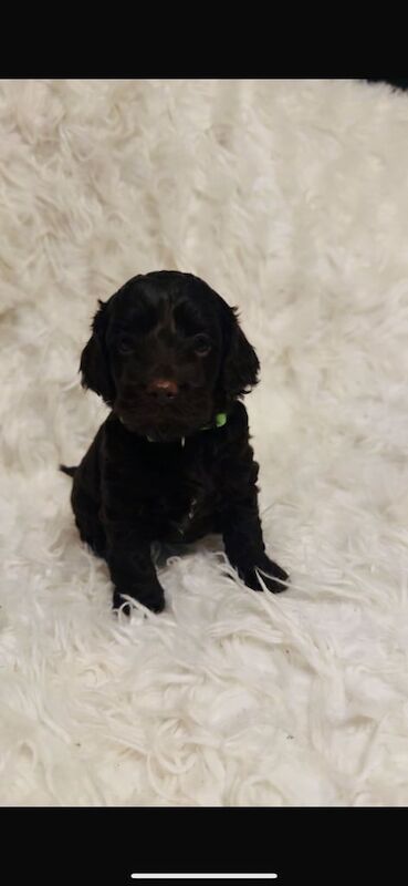 Cockapoo puppies for sale in Llanelli, Dyfed – 5 weeks old - Image 4 of 6