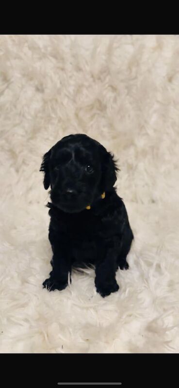 Cockapoo puppies for sale in Llanelli, Dyfed – 5 weeks old - Image 5 of 6