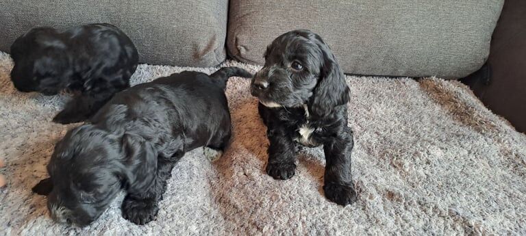 Cockapoo puppies for sale in Dromore , County Tyrone – 11 weeks old
