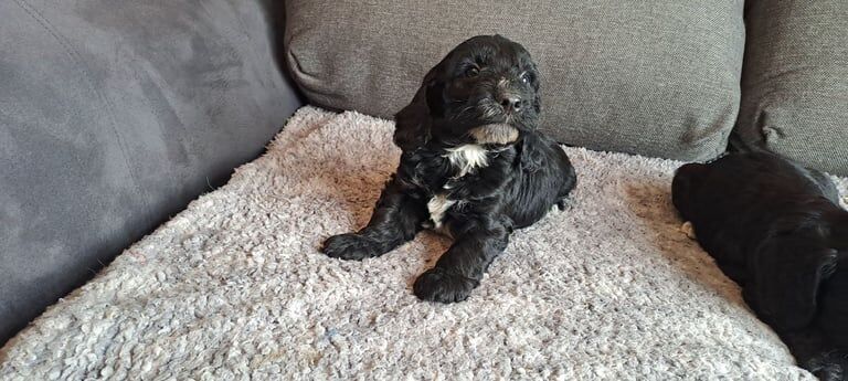 Cockapoo puppies for sale in Dromore , County Tyrone – 12 weeks old - Image 2 of 6