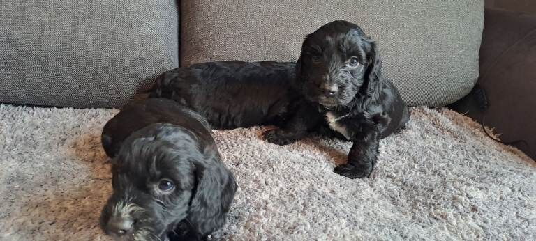 Cockapoo puppies for sale in Dromore , County Tyrone – 12 weeks old - Image 3 of 6