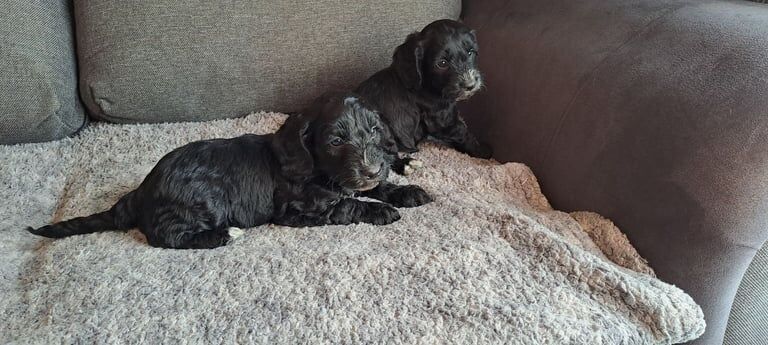 Cockapoo puppies for sale in Dromore , County Tyrone – 12 weeks old - Image 4 of 6