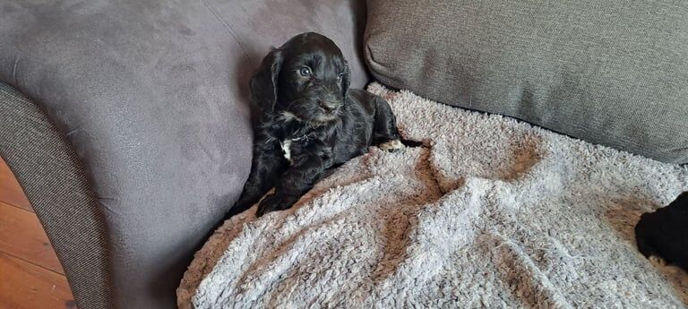 Cockapoo puppies for sale in Dromore , County Tyrone – 12 weeks old - Image 5 of 6