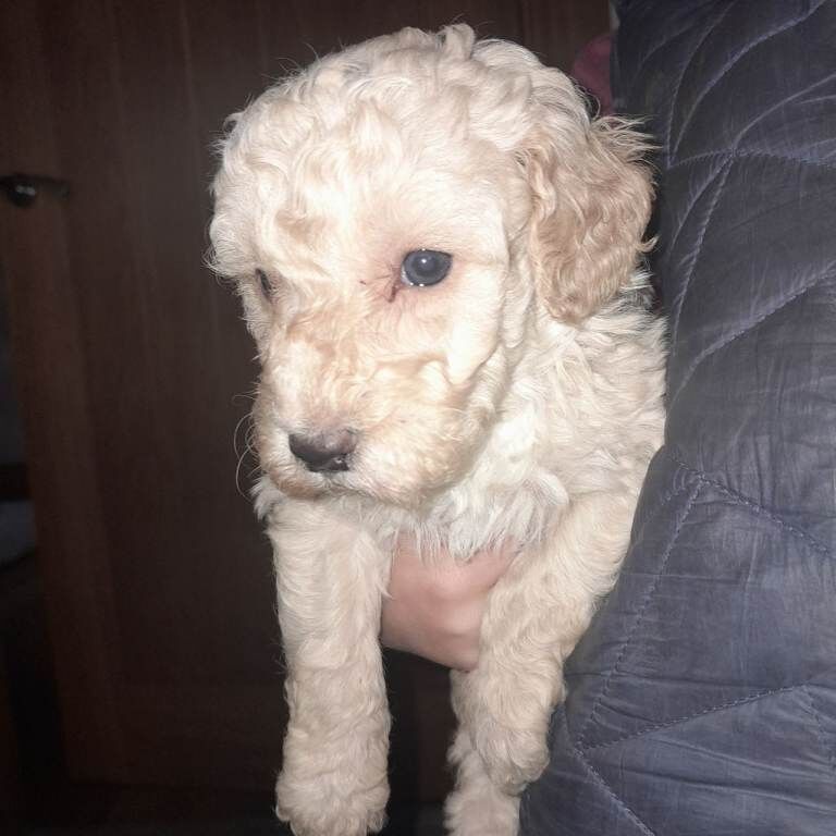 Cockapoo puppies for sale in Rathfriland, County Down – 4 weeks old
