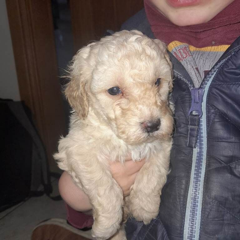 Cockapoo puppies for sale in Rathfriland, County Down – 4 months old - Image 2 of 3