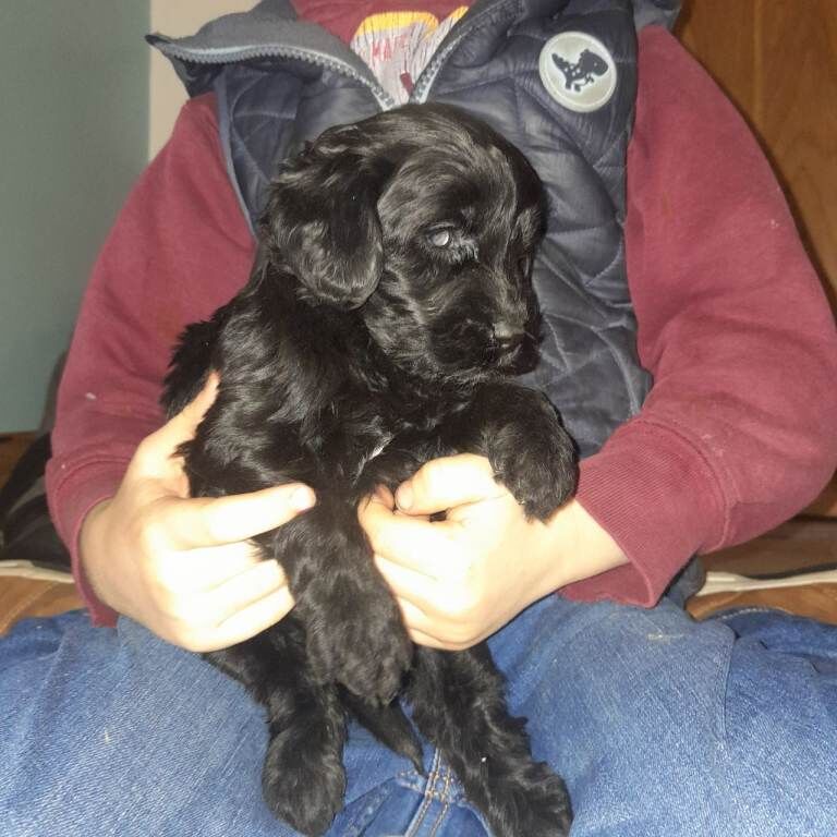 Cockapoo puppies for sale in Rathfriland, County Down – 4 months old - Image 3 of 3