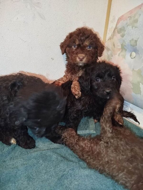 Cockapoo puppies for sale in Dungannon, County Tyrone – 3 months old - Image 2 of 4