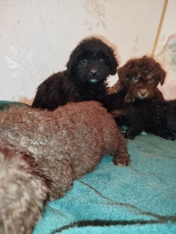 Cockapoo puppies for sale in Dungannon, County Tyrone – 3 months old - Image 3 of 4