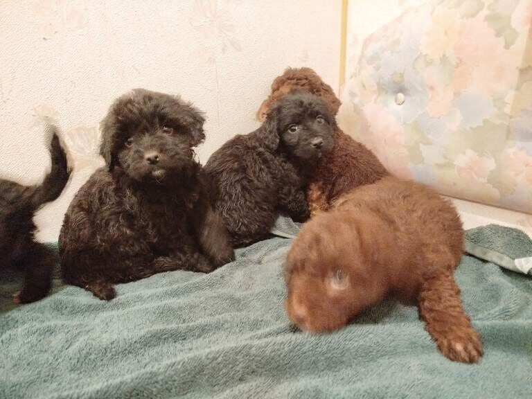 Cockapoo puppies for sale in Dungannon, County Tyrone – 3 months old - Image 4 of 4