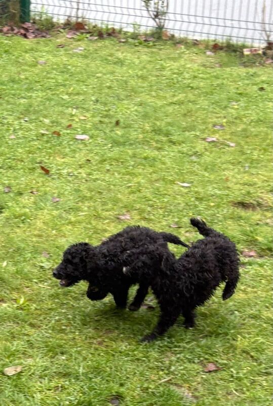 Cockapoo puppies for sale in Norwich, Norfolk – 8 weeks old